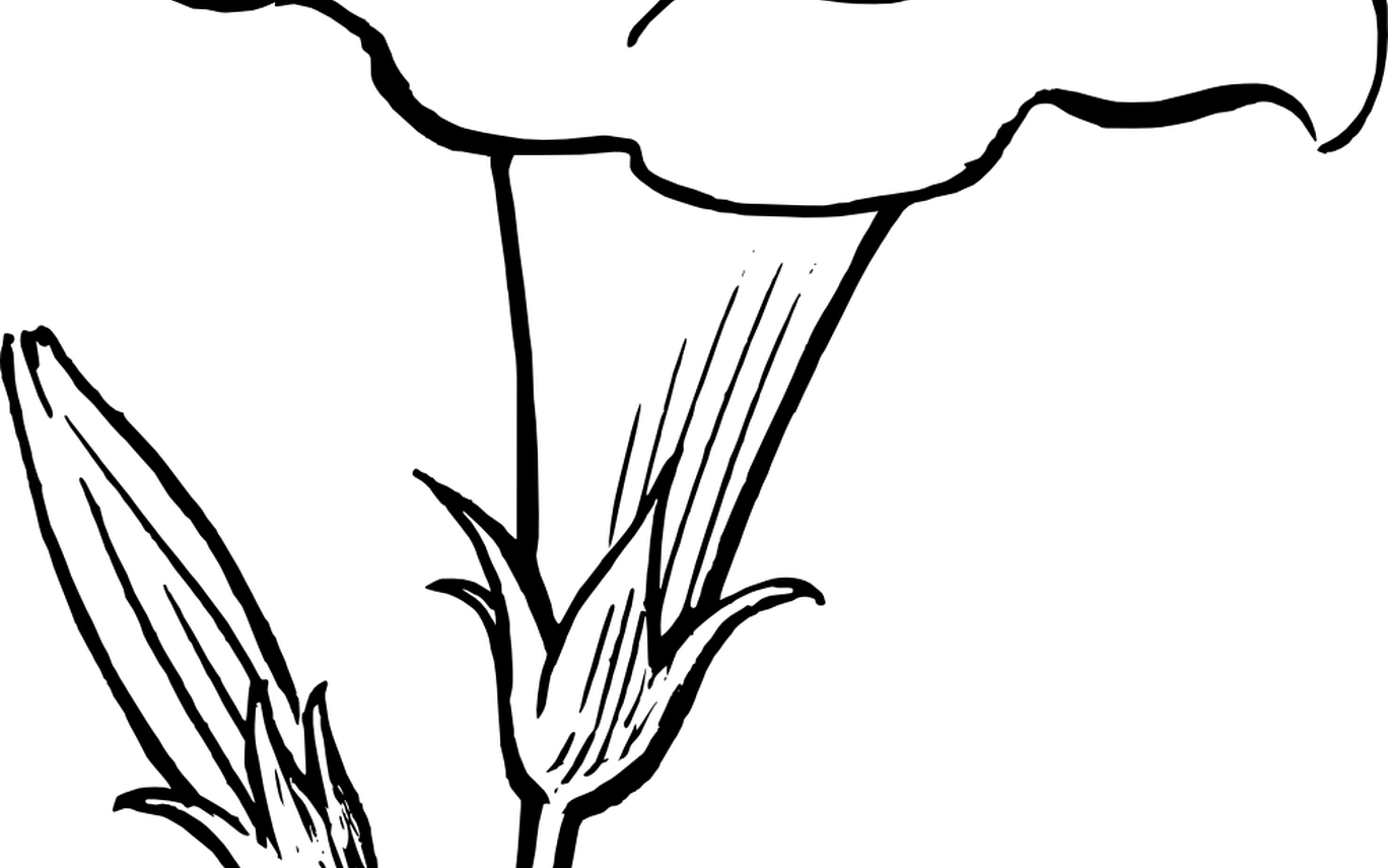 Simple Flower Clipart Black And White Clipart Panda - Png Download (1368x855), Png Download