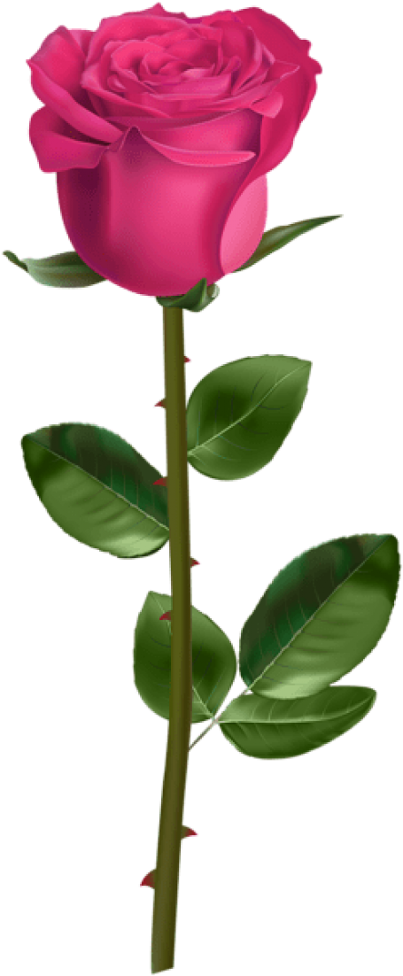 Free Png Download Rose With Stem Pink Png Images Background Clipart (480x1104), Png Download