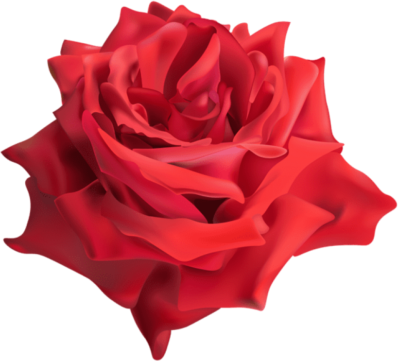 Free Png Download Rose Red Png Images Background Png Clipart (850x770), Png Download