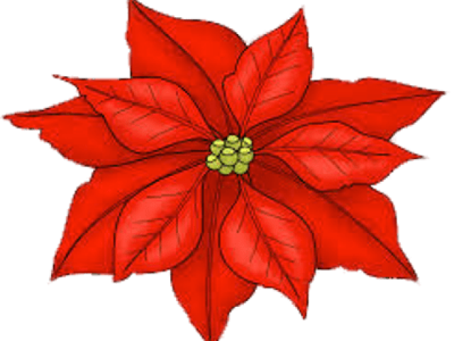 Poinsettia Clipart Transparent Background - Png Download (640x480), Png Download