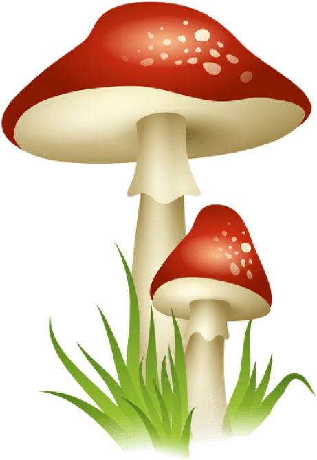 Download Mushroomspicture Clipart Png Photo Transparent Png (480x698), Png Download