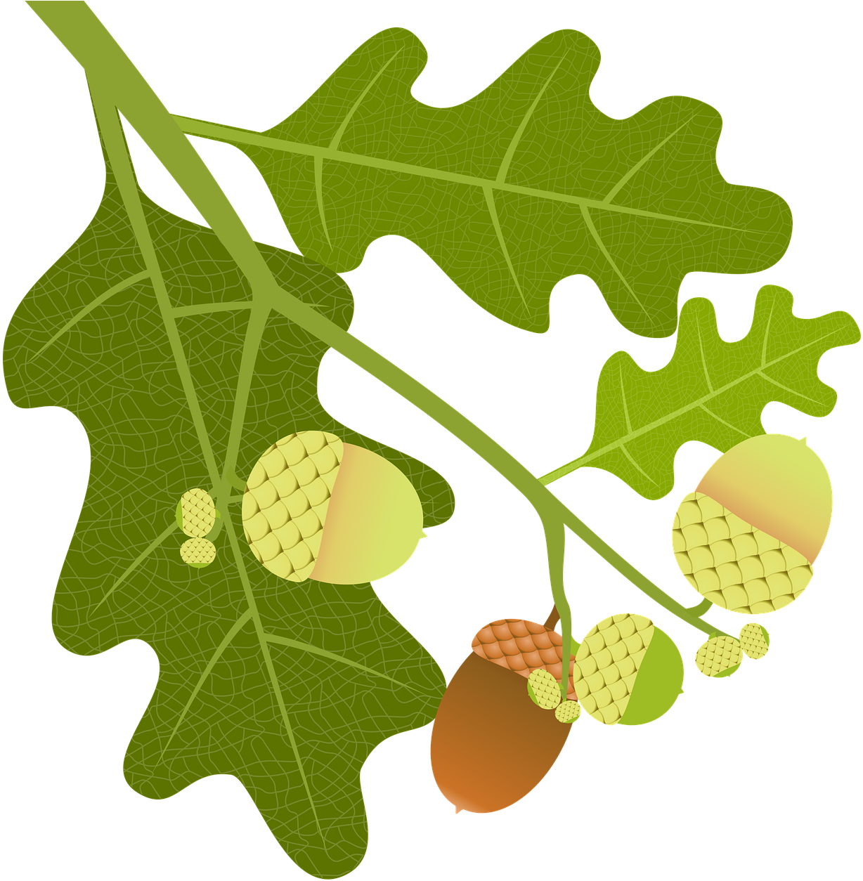Acorn Clipart With Leaf - Png Download (1280x1280), Png Download