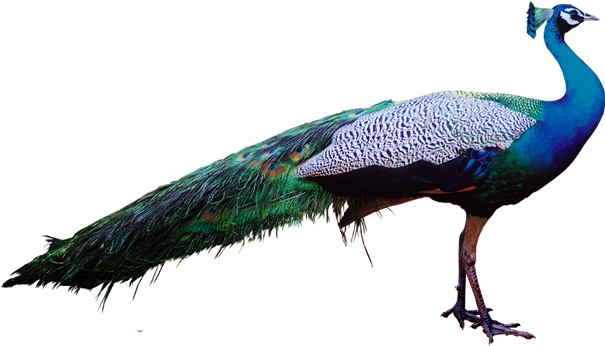 Peacock Stock Png Transparent Clipart (1024x768), Png Download