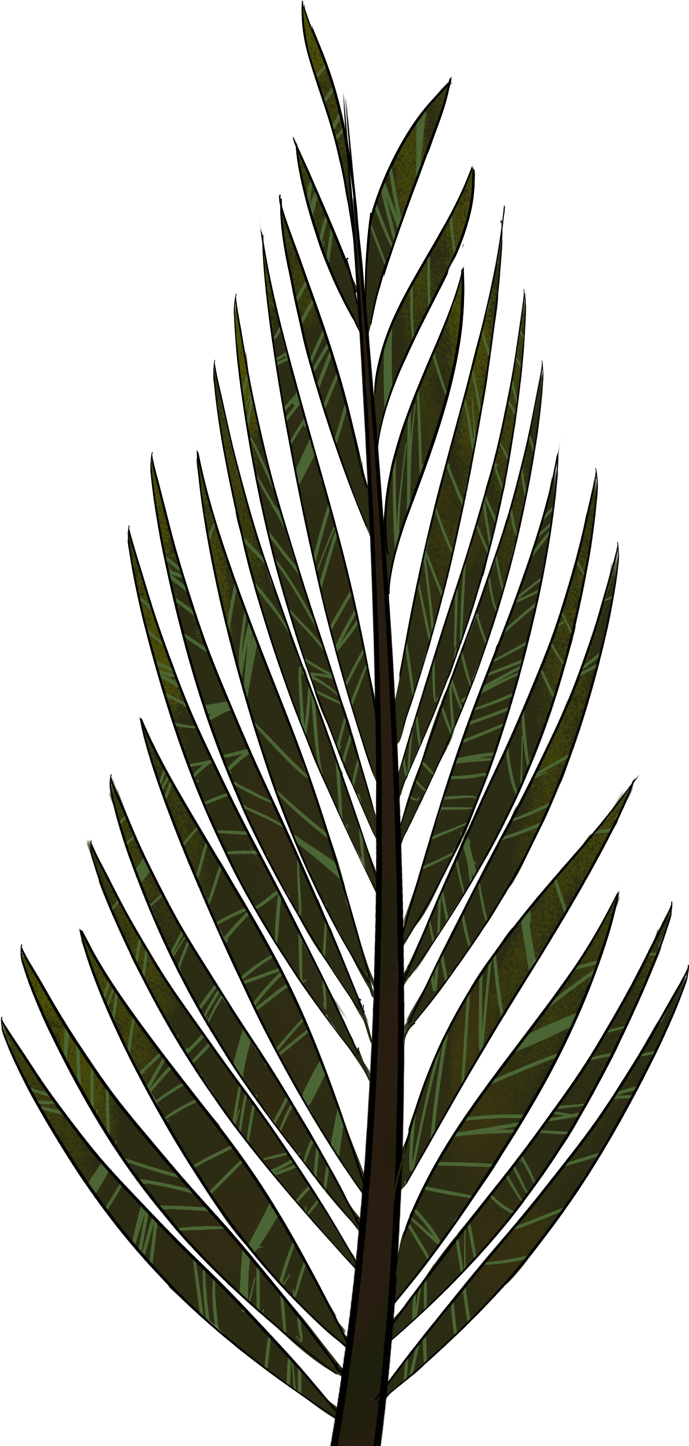 Pine Tree Clipart Fern Tree - Png Download (2893x4092), Png Download