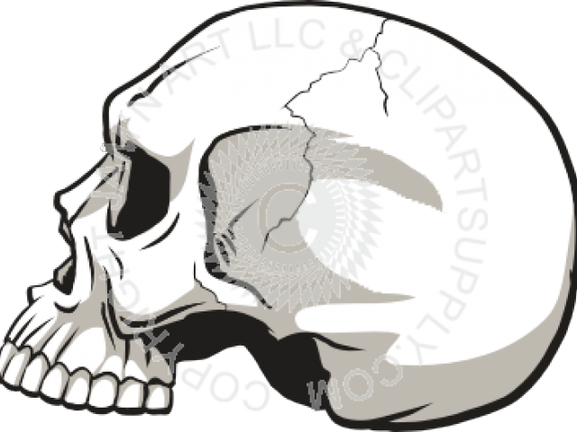 Skeleton Head Clipart Coreldraw - Png Download (640x480), Png Download