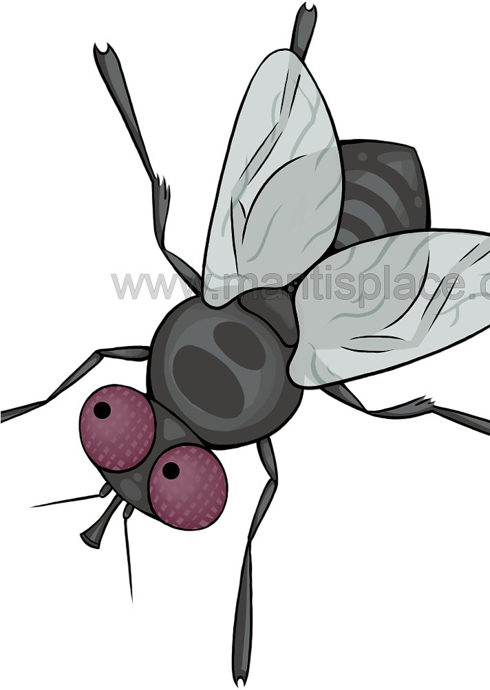 Large Order Approximately 500 Pupae Clipart (711x1066), Png Download