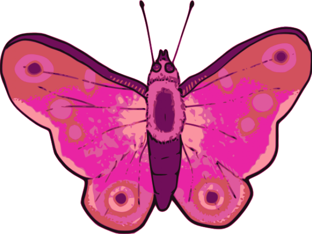 Symmetry Clipart Pink Butterfly - Png Download (640x480), Png Download