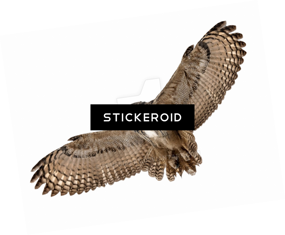 Barn Owl Hd Birds Clipart (986x813), Png Download