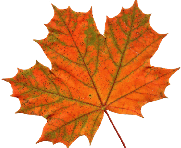 Maple Leaf Clipart Mapal - Png Download (640x480), Png Download