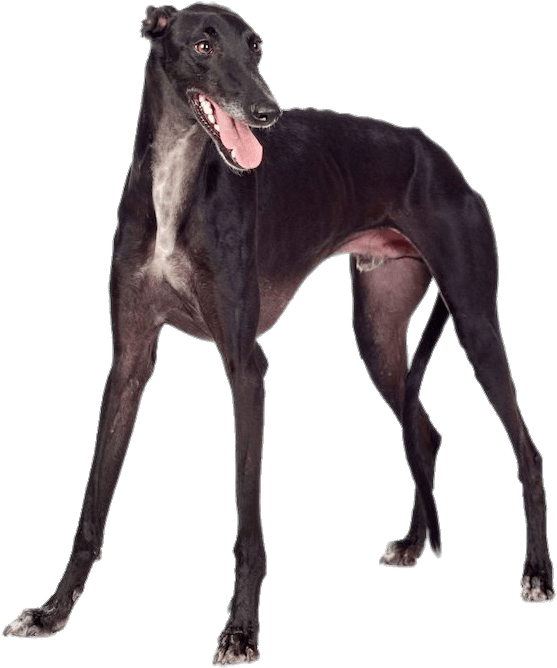 Black Greyhound Clipart (750x667), Png Download