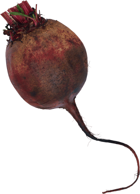 Free Png Download Beet Png Images Background Png Images Clipart (481x667), Png Download