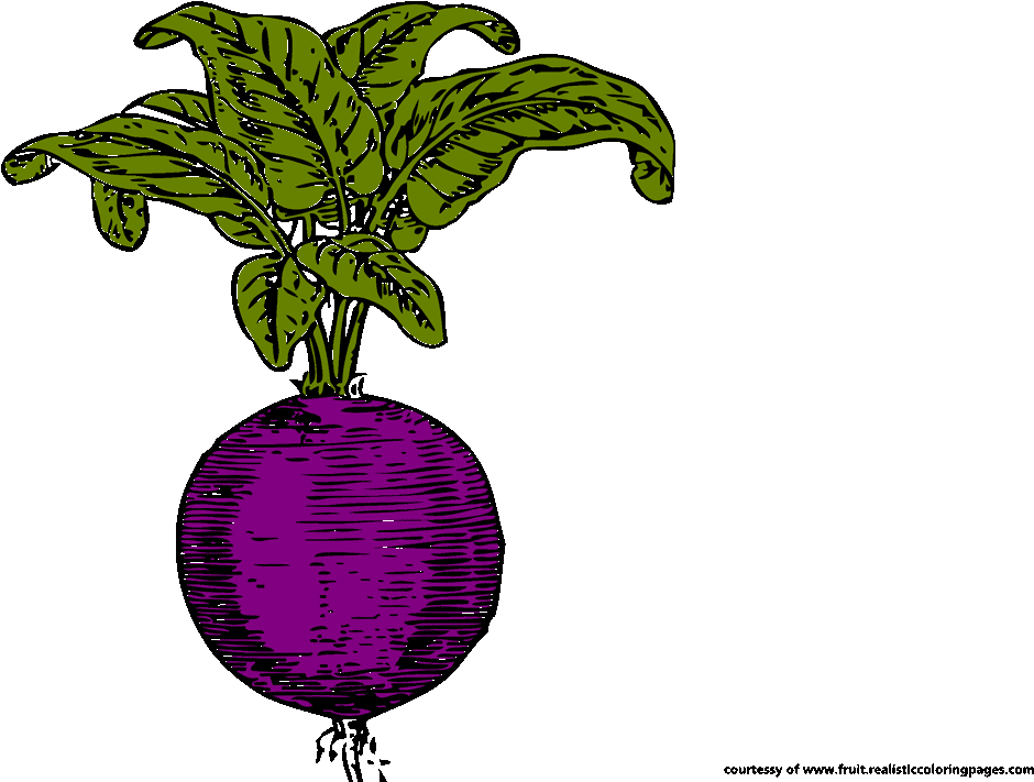 Beetroot Royalty Free Clipart Radish Clipart - Png Download (1280x720), Png Download