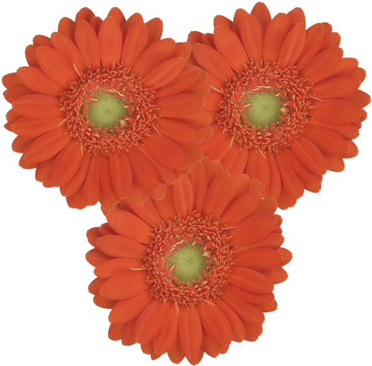 Bologna® Clipart (600x600), Png Download