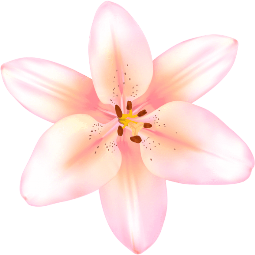 Free Png Lilium Flower Pink Transparent Png Images Clipart (850x835), Png Download
