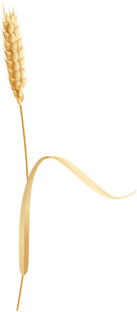 Free Png Download Wheatear Clipart Png Photo Png Images Transparent Png (480x1044), Png Download