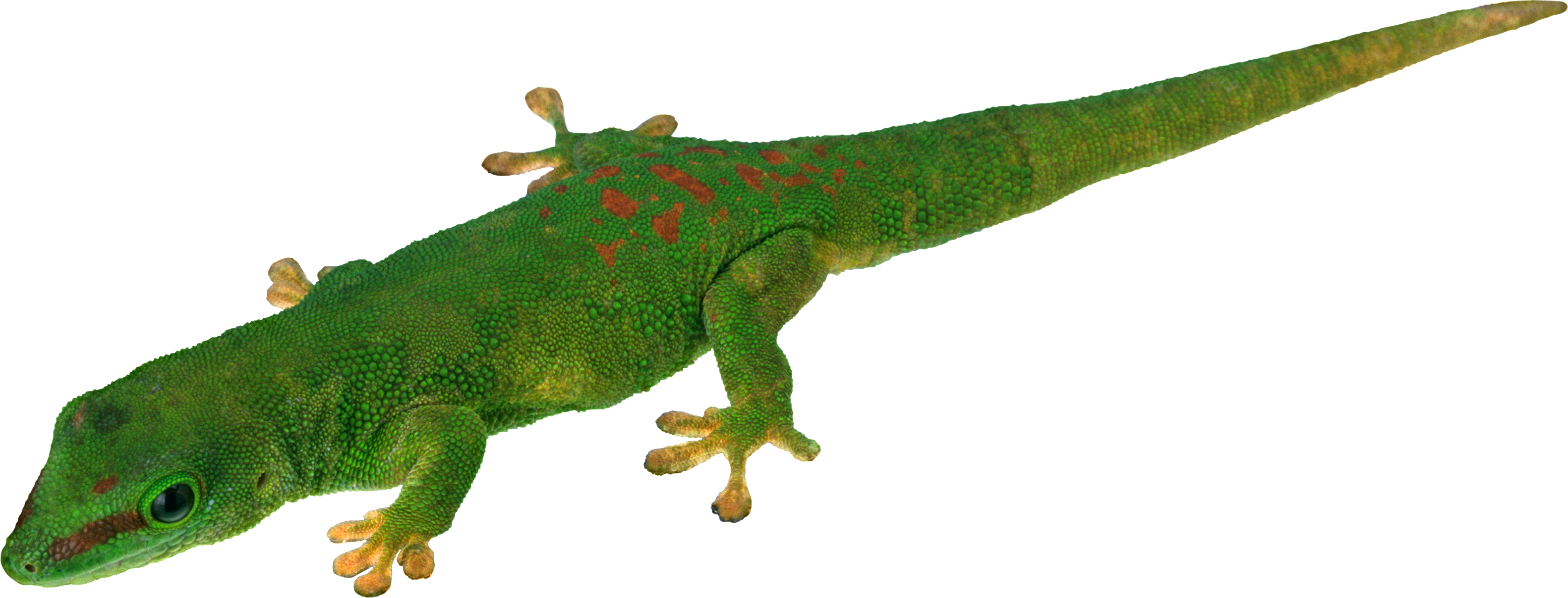 Lizard Png Clipart (3163x1208), Png Download