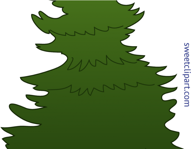 Fir Clipart Long Tree - Png Download (640x480), Png Download