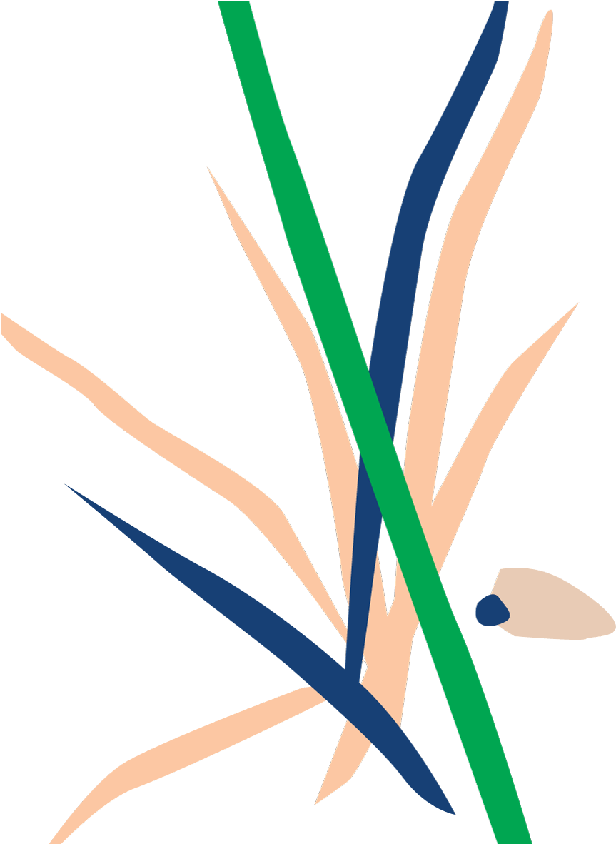 Bloomscape Potted Dracaena Marginata Bush Clipart (732x900), Png Download