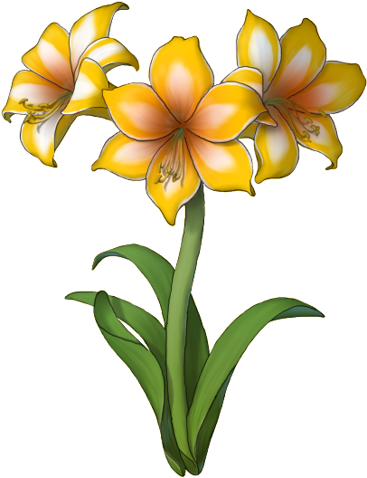 The Holiday Variety Of Amaryllis Is Available In The Clipart (800x600), Png Download