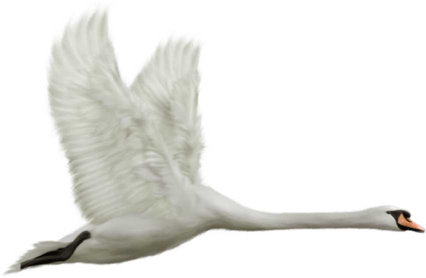 Free Png Download White Swan In Flight Png Images Background Clipart (850x561), Png Download