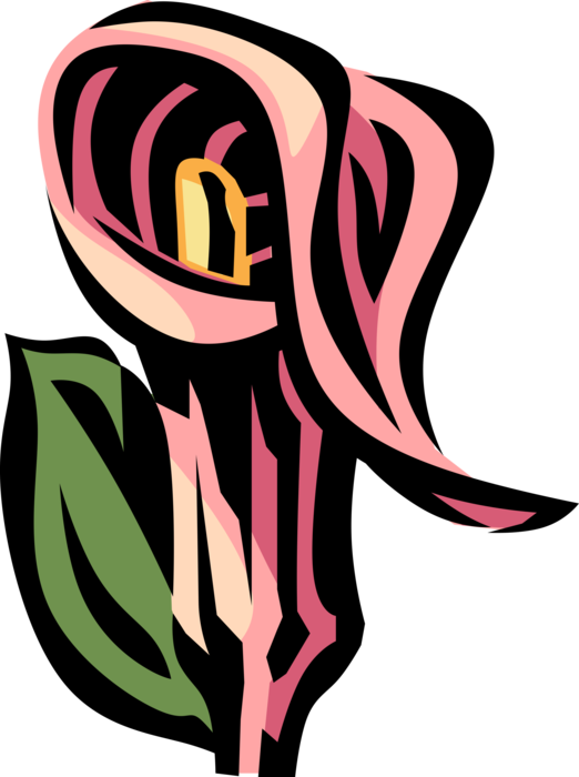 Vector Illustration Of Jack In The Pulpit Common Woodland Clipart (522x700), Png Download