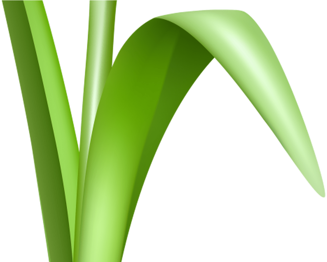 Free Flower Clipart Transparent Background Free Download - Png Download (1067x856), Png Download