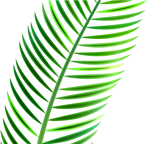 Tropical Clipart Palm Branches - Png Download (640x480), Png Download
