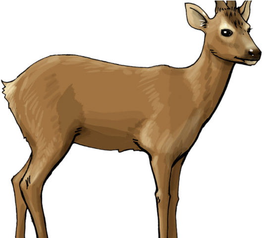 Deer Clipart - Png Download (640x480), Png Download