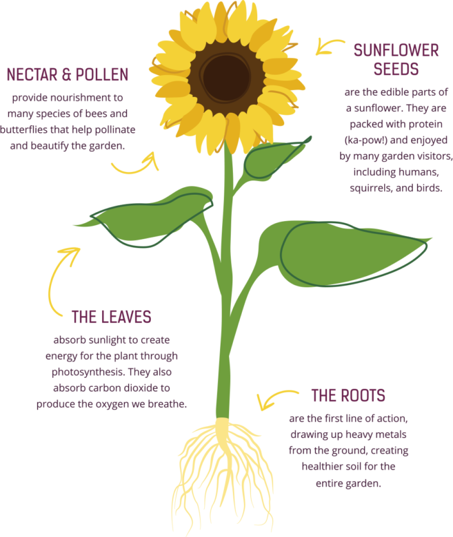 Drawn Sunflower Cool Clipart (657x780), Png Download