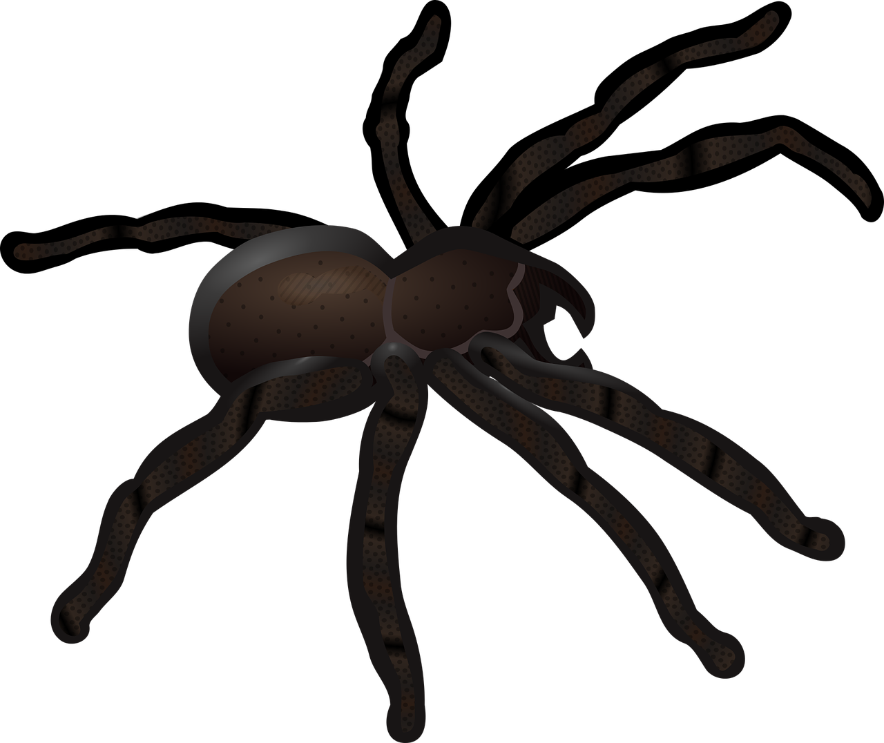 Animal,insect,short Abc Pictures,spider,free Vector Clipart (1280x1076), Png Download