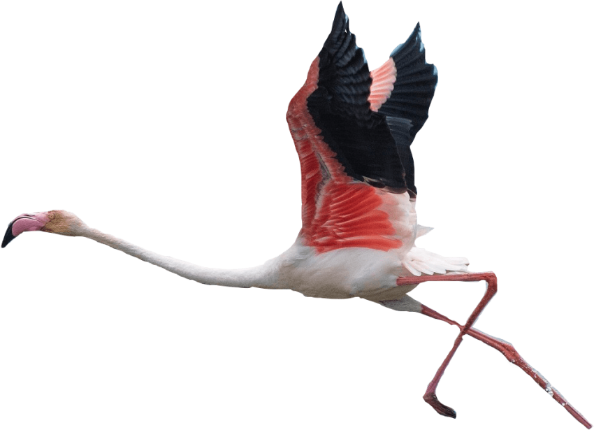 Free Png Download Transparent Background Flamingos Clipart (850x615), Png Download