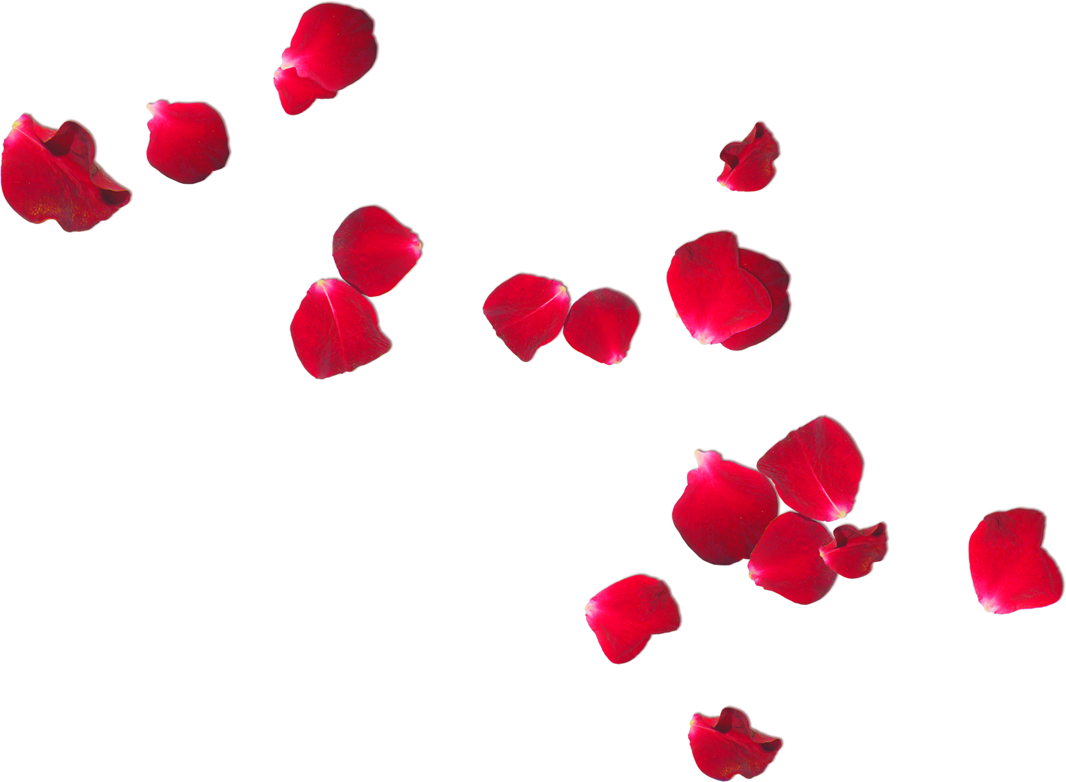 Free Photo Rose Petals Romantic Romance Ring Clipart (2100x1541), Png Download