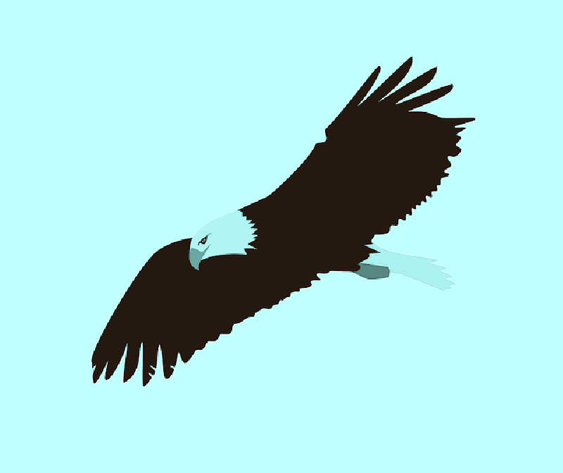 Flying Drawing At Getdrawings Com Free For Clipart (800x672), Png Download
