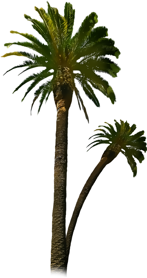 Date Palm Clipart Royal Palm - Png Download (1024x1024), Png Download