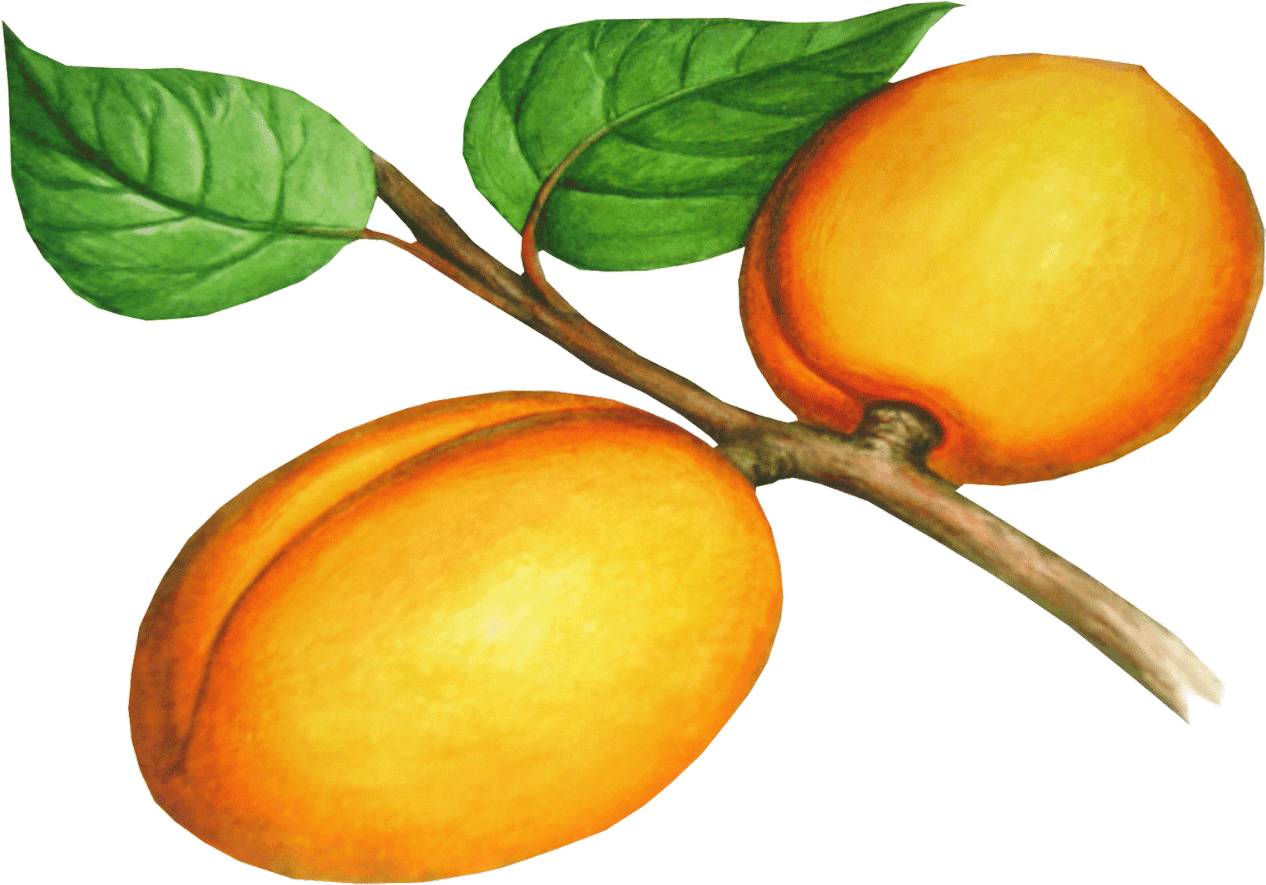 Fruit Clipart Peach - Png Download (1600x900), Png Download