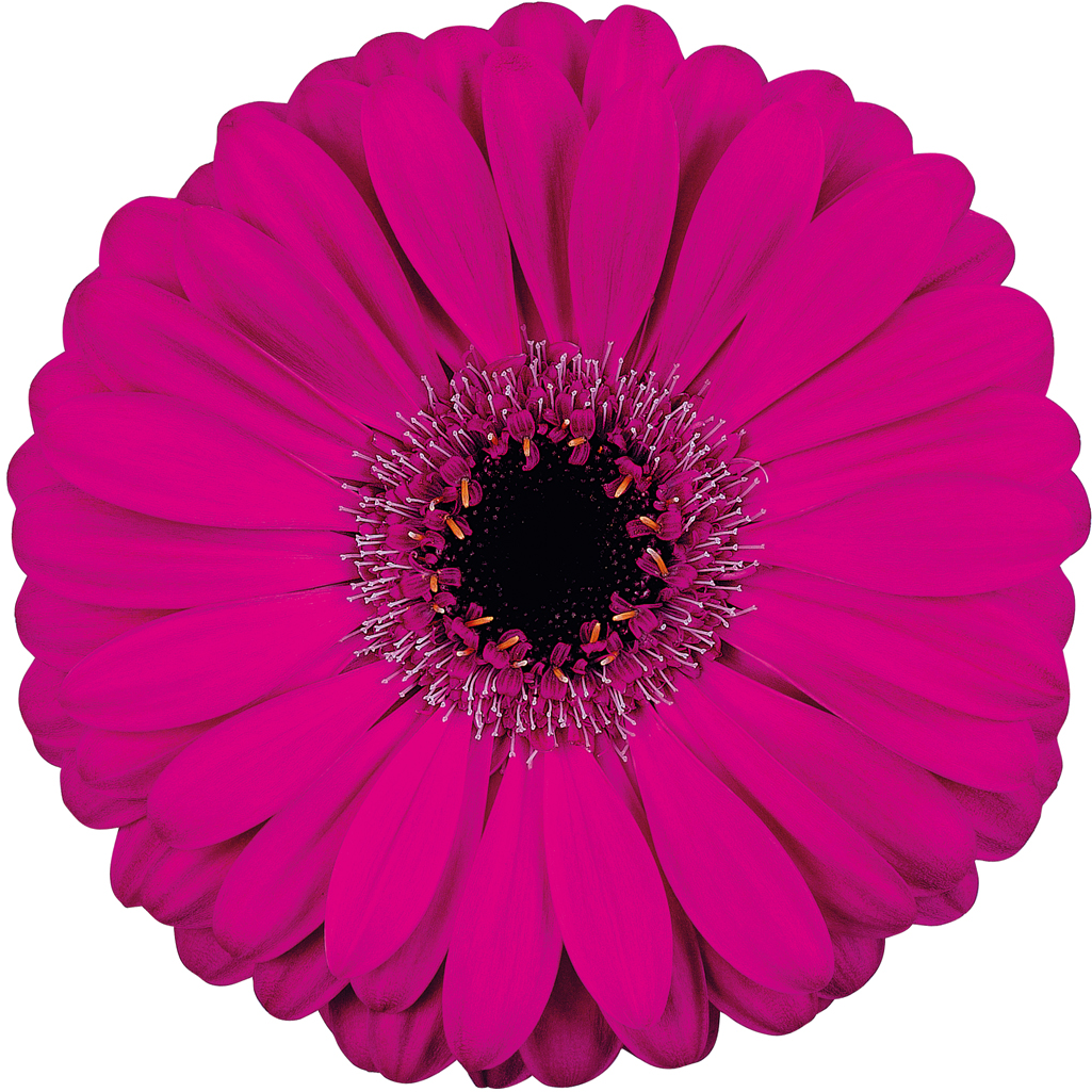 Free Flower Fridays On Facebook Clipart (1100x1100), Png Download
