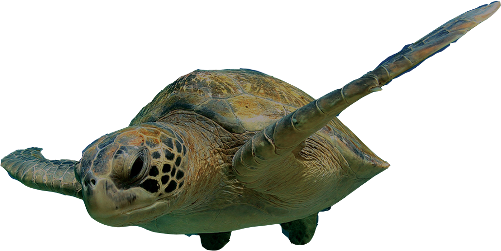Swimming Turtle Png Clipart (1037x526), Png Download