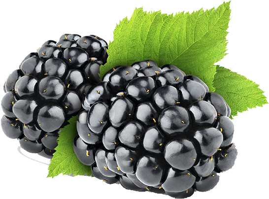 Blackberry Png - Blackberry Fruit Png Clipart (789x527), Png Download