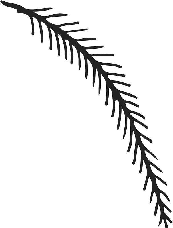 Pine Branch Rubber Stamp - Fern Clipart (800x800), Png Download