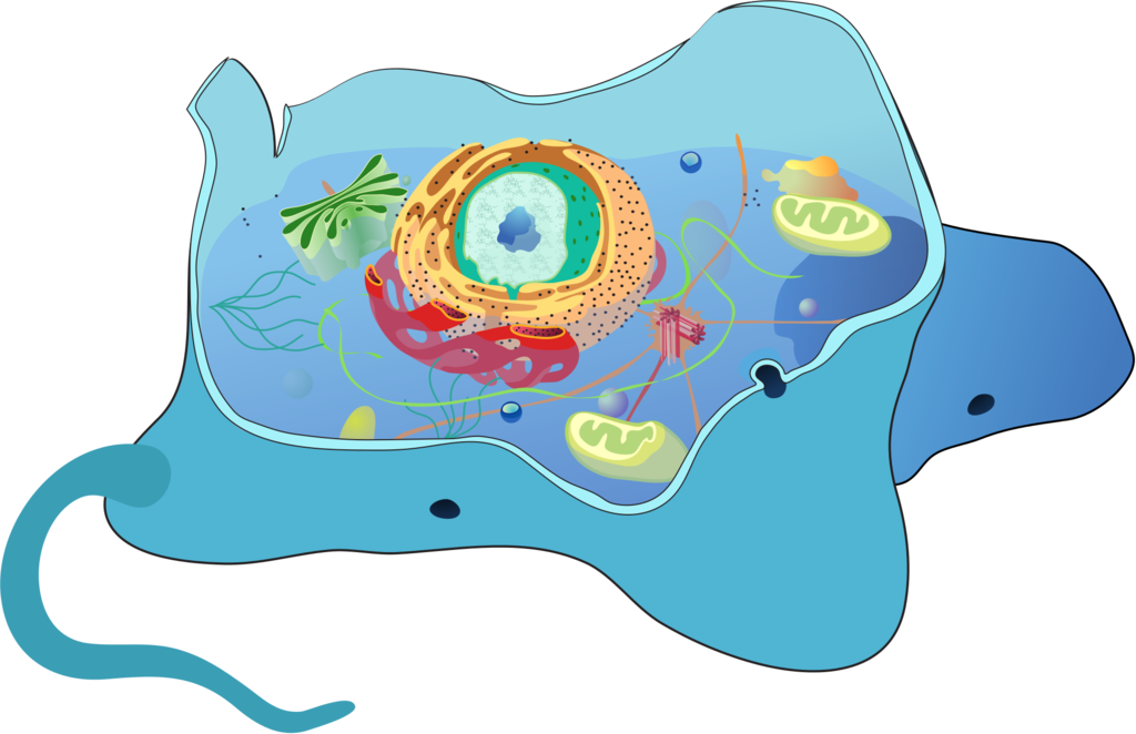 Location Clipart (1024x662), Png Download