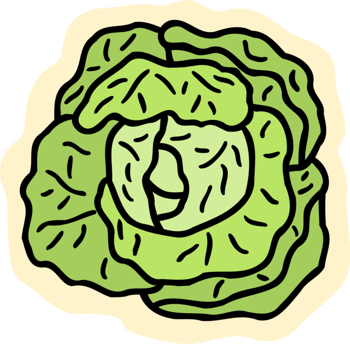 Cabbage Vector Leaf - Salat Clipart - Png Download (711x700), Png Download