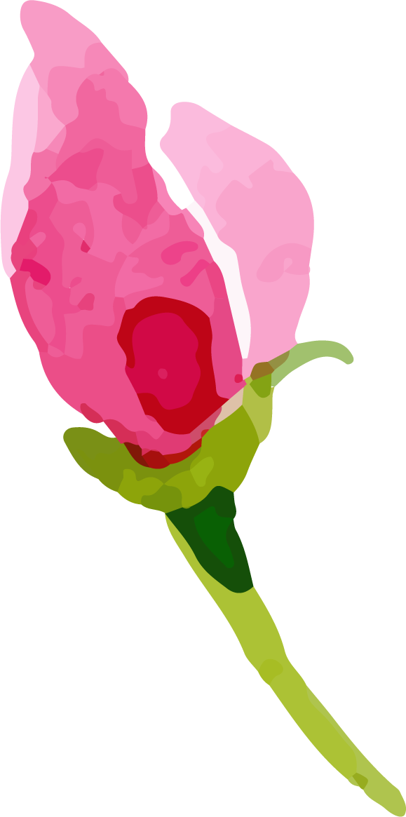 Share This Article - Garden Roses Clipart (579x1165), Png Download