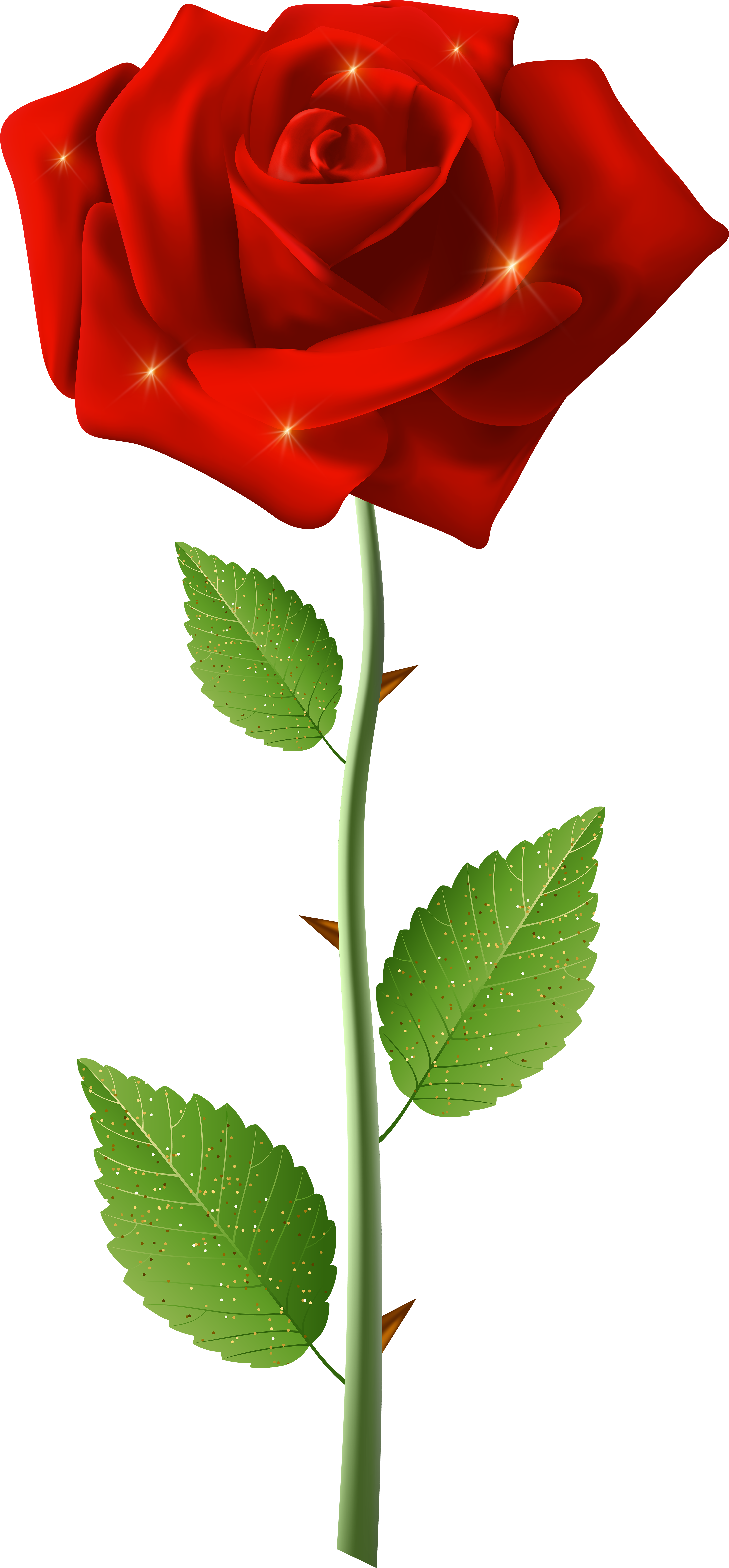 Hoa Hồng Đỏ Png Clipart (3785x8000), Png Download