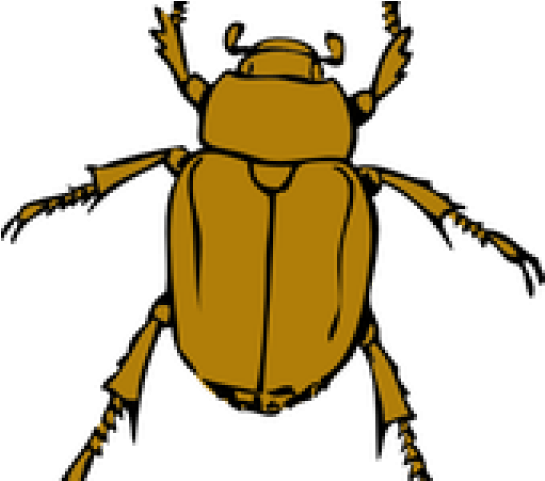 Dead Bug Cliparts - Transparent Beetle Clipart - Png Download (640x480), Png Download