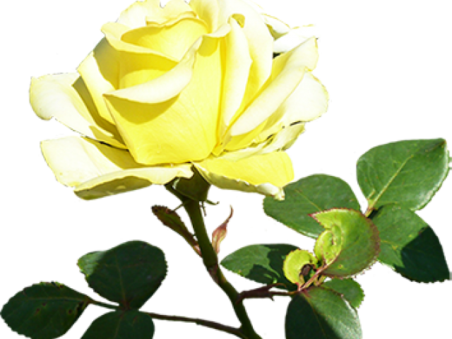 Yellow Rose Clipart Romantic Rose - Floribunda - Png Download (640x480), Png Download