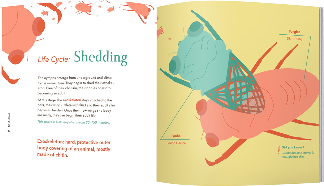 A Booklet Was Made As A Take Away From The Exhibit - Illustration Clipart (1200x710), Png Download
