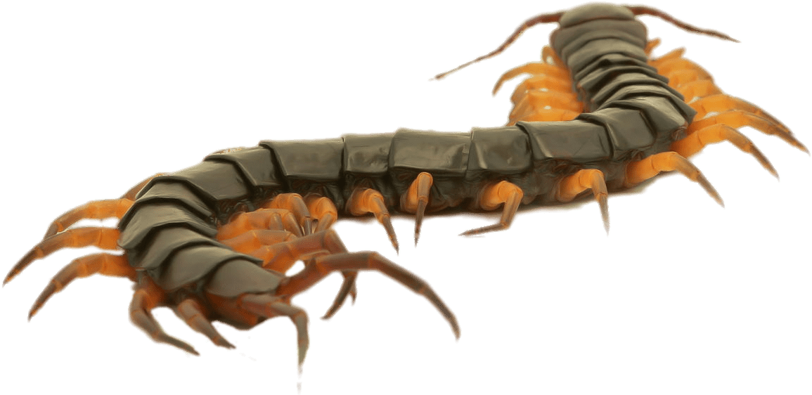 Close Up Of A Brown Centipede - Centipede Close Up Clipart (1280x768), Png Download