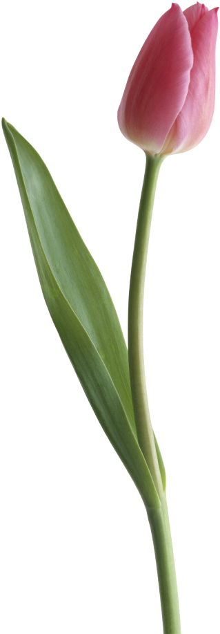 Tulips Greeting Card - Tulip Png Clipart (700x986), Png Download