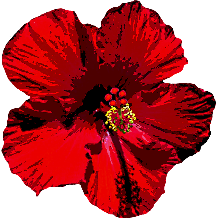 Hibiscus Clipart Bloom - Мальва Пнг - Png Download (714x720), Png Download