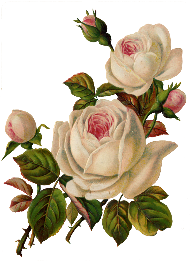 Clipart Flowers 26 Thousand - Vintage White Flower Png Transparent Png (650x890), Png Download